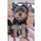 Yorkshire Terrier - Hündin