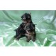Yorkshire Terrier - Hündin