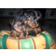 Yorkshire Terrier - Hündin