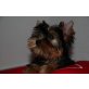 Yorkshire Terrier - Hündin