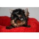 Yorkshire Terrier - Hündin