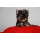 Yorkshire Terrier - Hündin