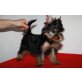 Yorkshire Terrier - Hündin