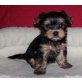 Yorkshire Terrier - Hündin