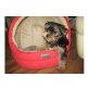 Yorkshire Terrier - Hündin