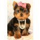 Yorkshire Terrier - Hündin