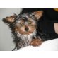 Yorkshire Terrier - Hündin