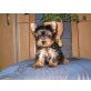 Yorkshire Terrier - Hündin