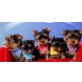 Yorkshire Terrier - Hündin