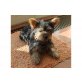 Yorkshire Terrier - Hündin