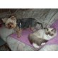 Yorkshire Terrier - Hündin