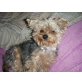 Yorkshire Terrier - Hündin