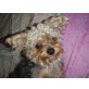 Yorkshire Terrier - Hündin