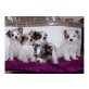Yorkshire Terrier - Hündin