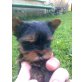 Yorkshire Terrier - Hündin