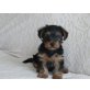 Yorkshire Terrier - Hündin