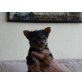 Yorkshire Terrier - Hündin