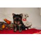 Yorkshire Terrier - Hündin