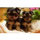 Yorkshire Terrier - Hündin