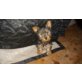 Yorkshire Terrier - Hündin