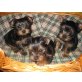 Yorkshire Terrier - Hündin