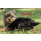 Yorkshire Terrier - Hündin