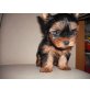 Yorkshire Terrier - Hündin