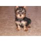 Yorkshire Terrier - Hündin