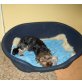 Yorkshire Terrier - Hündin