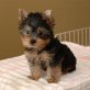 Yorkshire Terrier - Hündin