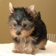 Yorkshire Terrier - Hündin