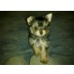 Yorkshire Terrier - Hündin