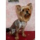 Yorkshire Terrier - Hündin