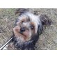 Yorkshire Terrier - Hündin