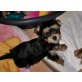 Yorkshire Terrier - Hündin