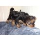 Yorkshire Terrier - Hündin