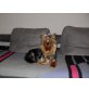 Yorkshire Terrier - Hündin
