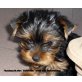 Yorkshire Terrier - Hündin