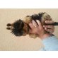 Yorkshire Terrier - Hündin