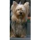 Yorkshire Terrier - Hündin