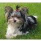 Yorkshire Terrier - Hündin
