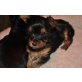 Yorkshire Terrier - Hündin