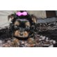 Yorkshire Terrier - Hündin