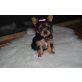 Yorkshire Terrier - Hündin
