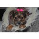 Yorkshire Terrier - Hündin