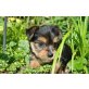 Yorkshire Terrier - Hündin