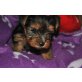 Yorkshire Terrier - Hündin