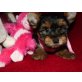 Yorkshire Terrier - Hündin