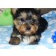 Yorkshire Terrier - Hündin