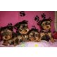 Yorkshire Terrier - Hündin